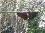  Bienen 