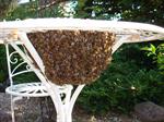 Bienen 