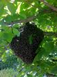  Bienen 
