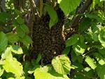  Bienen, Hagenwies, Illnau 