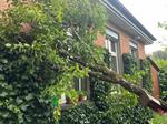  Baum_Fenster 